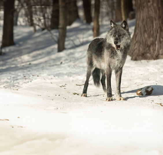 Wolf Hunts / Trapline